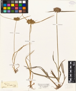 Cyperus polystachyos Rottb.