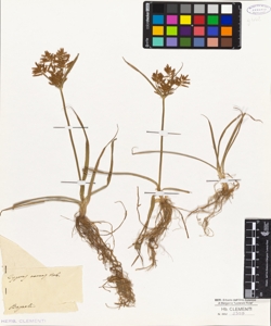 Cyperus aureus (Rab?)