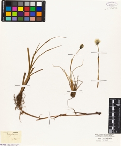 Eriophorum capitatum
