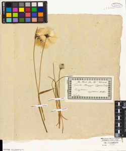 Eriophorum capitatum Host