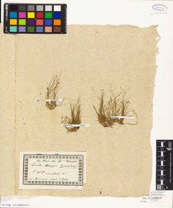 Scirpus acicularis L.