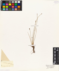 Scirpus uniglumis (Link)