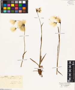 Eriophorum polystachion W.