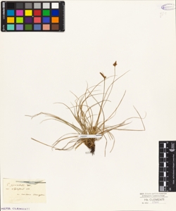 Carex gynobasis W.(sui testi Vill.)