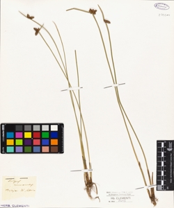 Scirpus mucronatus
