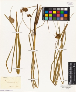 Scirpus maritimus L.