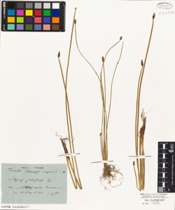 Scirpus palustris L.
