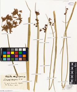 Scirpus lacustris L.W.