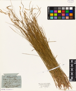 Carex brachistachis ? ?