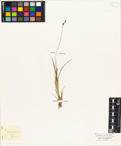 Carex filiformis