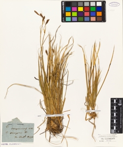 Carex sempervirens Vill.