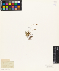 Carex ericetorum Poll.