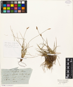 Carex alpesrtis Allion