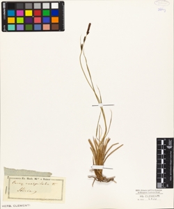 Carex caespitosa L.