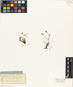 Carex juncifolia Host