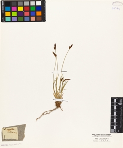 Carex montana L.