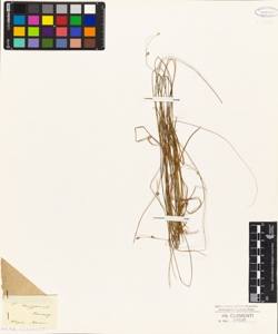 Carex trisperma Dewey