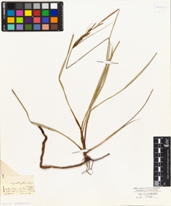 Carex erythrostachys Hoppe