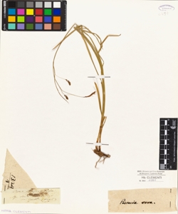 Carex thieliehoferi (Hoppi)