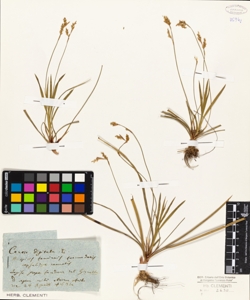Carex digitata L.