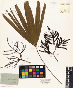 Rhapis flabelliformis