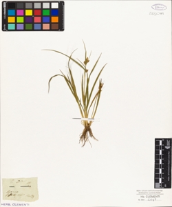 Carex oederi K