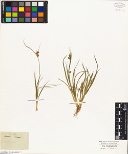 Carex oederi K