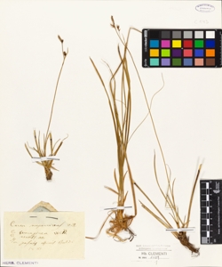 Carex sempervirens Vill.