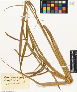 Carex pendula Huds.W.