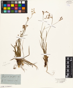 Luzula forsteri D.C.