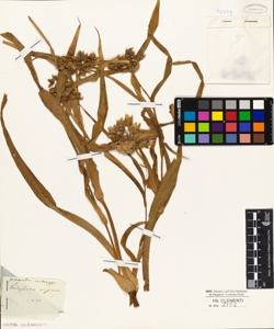 Tradescantia virginica