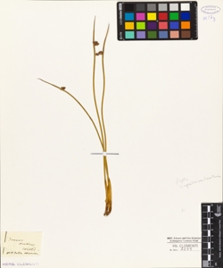 Juncus arcticus Willd.