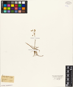 Luzula flavescens Gaud