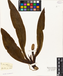 Orontium japonicum Thunb.