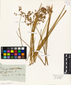 Juncus obtusiflorus Ehrh.