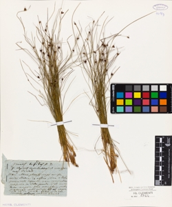 Juncus trifidus L.