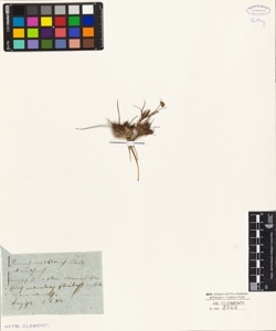 Juncus acutiflorus Ehrh.