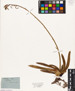 Aloe carinata