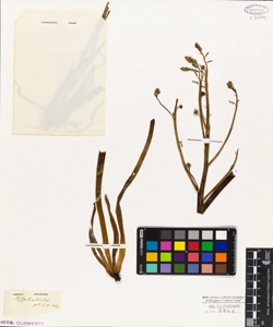 Asphodelus fistulosus