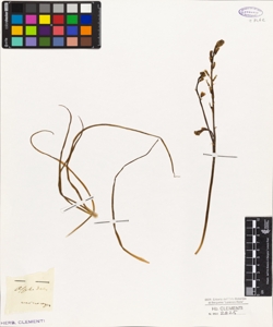 Asphodelus microcarpus