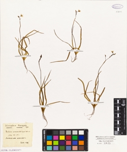 Bulbine annua W.