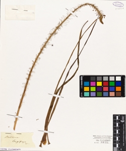 Bulbine longiscapa W.