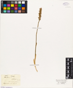 Narthecium ossifragum Huds