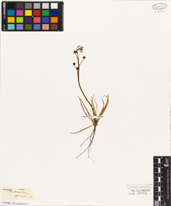 Anthericum falcatum L.