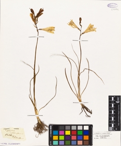 Anthericum liliastrum
