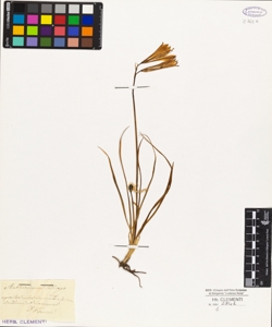 Anthericum liliago