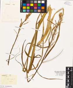 Anthericum liliago L.