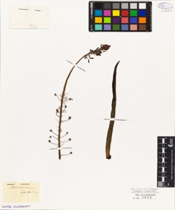 Anthericum latifolium