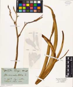 Hemerocallis fulva L.