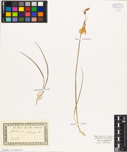 Anthericum liliago L.